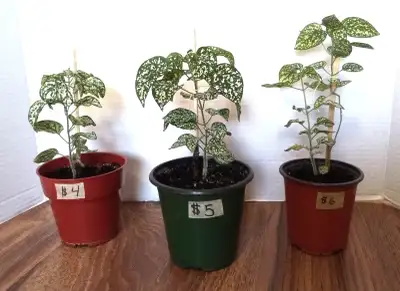 White Polka Dot Plants- Pet Friendly, View more