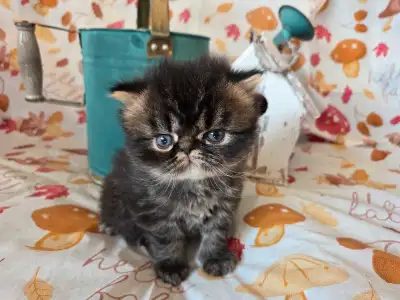 Persian Kittens, View more
