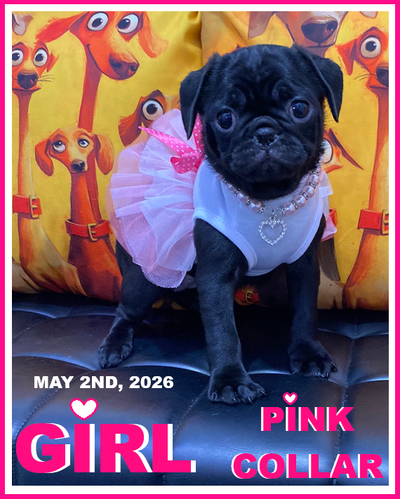 ❤ "WoW!! PUGS & Kisses!!" ❤  GIRLS  ❤, View more