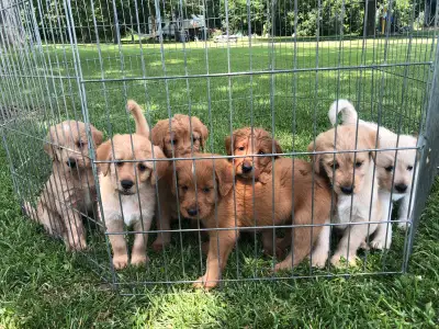 Labradoodle Puppies, View more