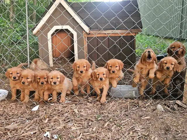 Beautiful Golden Retriever Puppys in Dogs & Puppies for Rehoming in Kitchener / Waterloo - Image 6
