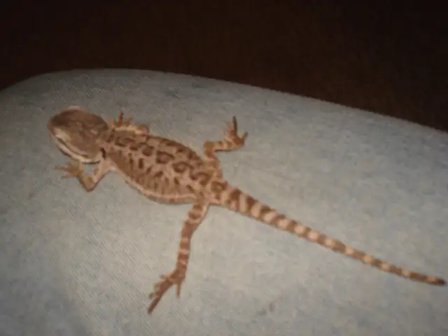 WE HAVE A HUGE SELECTION OF REPTILES & AMPHIBIANS in Reptiles & Amphibians for Rehoming in Muskoka - Image 6