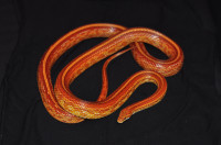 Female Hypo Tessera Corn Snake