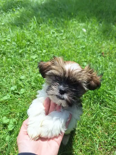 Shorkie Puppies- one left, View more