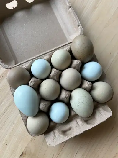 Wheaten hatching eggs, View more