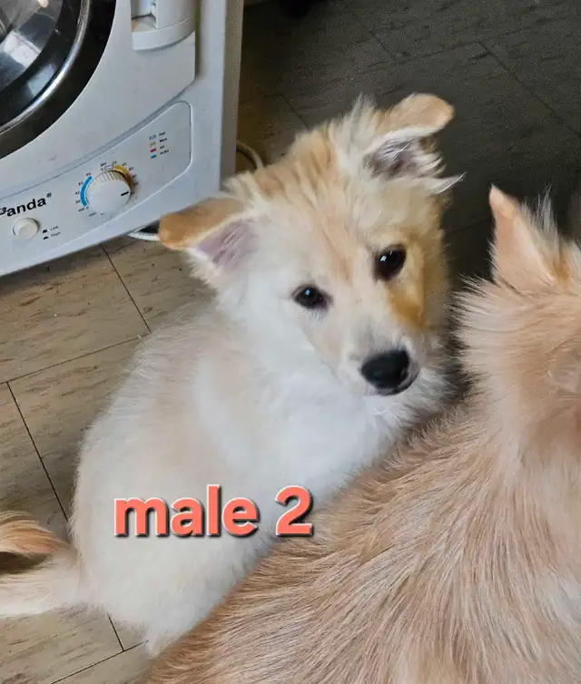 Victoria Day Price DropAdorable Pomeranian Mix Puppies in Dogs & Puppies for Rehoming in City of Toronto - Image 4