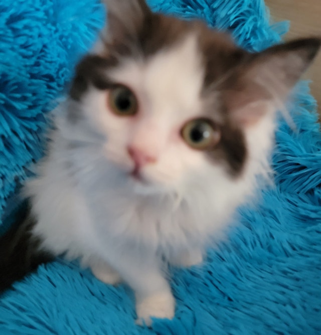 Adorable Ragdoll Kittens Cats & Kittens for Rehoming Oshawa
