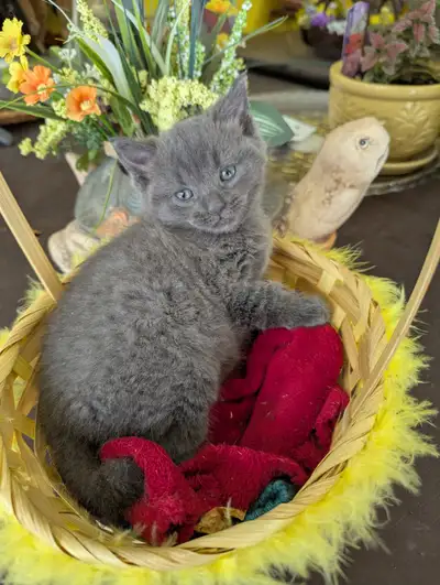 chaton à adopter, View more