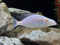 High quality African cichlid males