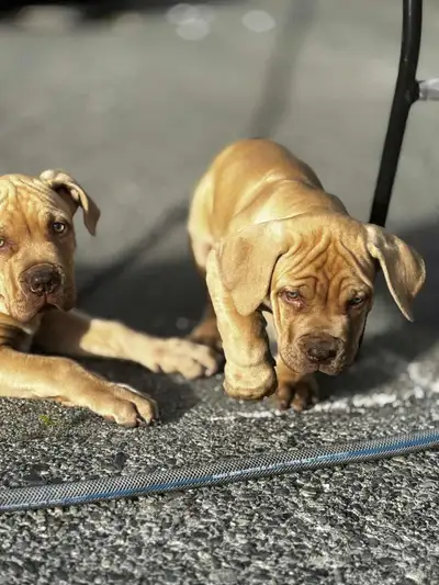 Boerboel pups, View more
