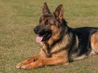 Dog Training/Private One to One/$900.00 Entire Course (4 weeks)