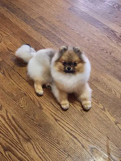 He comes from fabulous champion lines. His sire has done well in the show ring. We're producing outs...