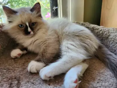 Only One Ragdoll kittens left!, View more