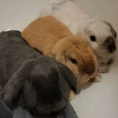 3 Holland Lop Rabbits For Sale, View more