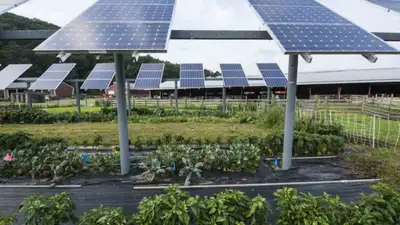 -Agrovoltaics – Clean Energy Meets Productive Farming Innovation, View more