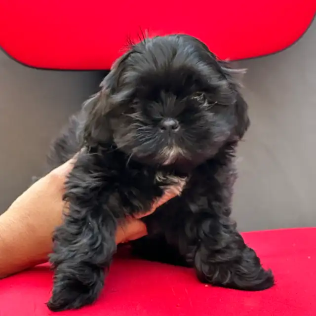 Shih tzu Puppies (Black)  - 5 Females & 2 Males in Dogs & Puppies for Rehoming in Vernon - Image 5