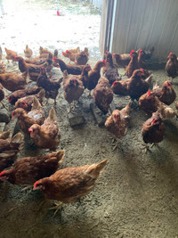 Laying hens for sale 