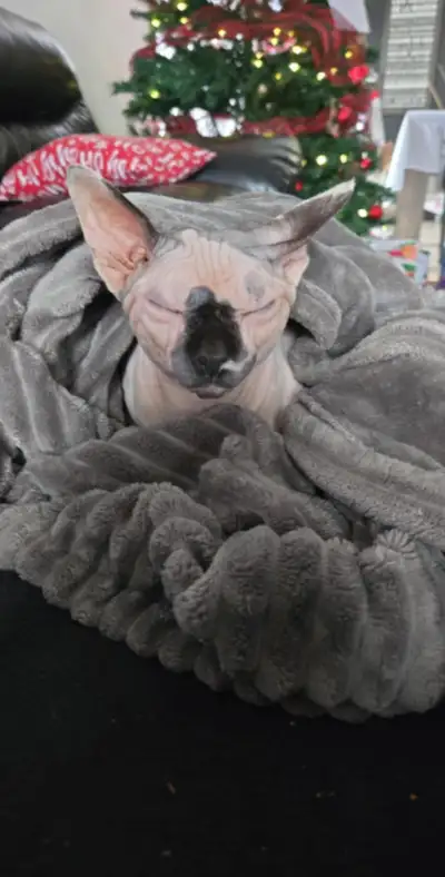 Chat SPHYNX 15 mois à vendre, View more