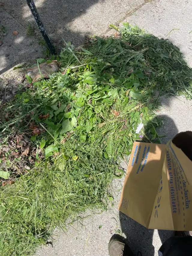 fall clean up/ grass cutting 63815759555459122
