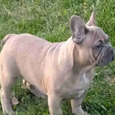 ( Livraison possible)adorables chiots bouledogue français exotiques, prêts à apporter joie et amour...