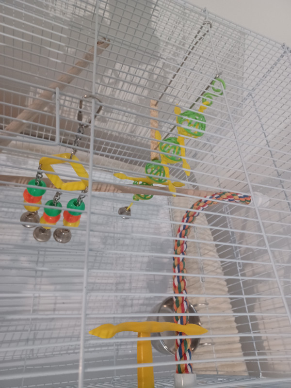 flight birdcage bells & toys included 30inches by 18 in Birds for Rehoming in Abbotsford