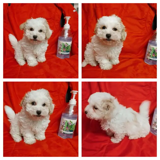 Ready. Adorable bichon poodle. Nonshedding. Hypoallergenic in Dogs & Puppies for Rehoming in Winnipeg - Image 2