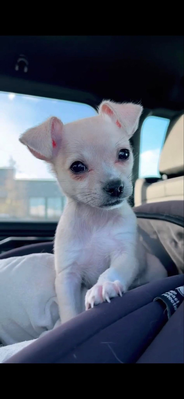 Chihuahua puppy. Female.  in Dogs & Puppies for Rehoming in Sudbury - Image 4