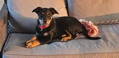 Puppies for sale, View more