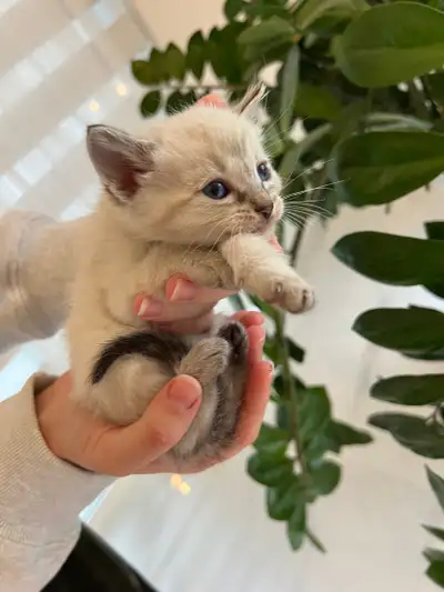 Our sweet Ragdoll × Bengal kittens are now ready for their forever home. They are being raised in a...
