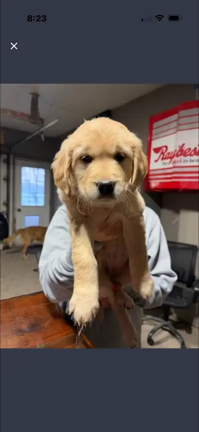 Purebred Golden Retriever Puppy. Last puppy of the litter. Adorable female, vet checked first shots...