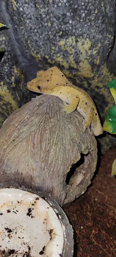 Male Crested Gecko For Sale! (Dalmation Brindle) Lost Tail!, View more