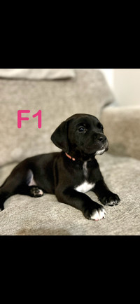 Mastador (Bullmastiff x Labrador) Puppies for sale