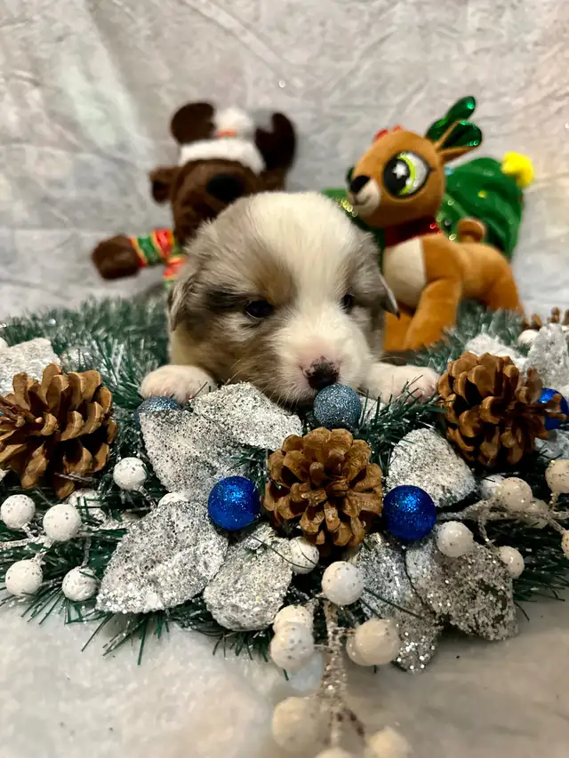 CKC Miniature American Shepherd (AKA Mini Aussie) in Dogs & Puppies for Rehoming in Napanee - Image 9