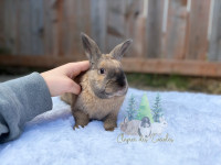 Rescue - jeune lapin nain castré 