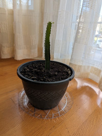 Cactus 9'' / 23cm (pot inclus)