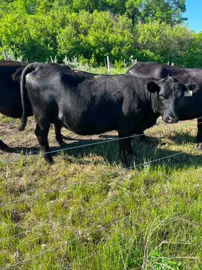 1st Calf heifer and young cow pairs for sale. Mostly Black Angus some Red. Hereford cross calves at...