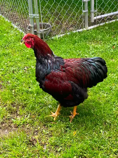 Beautiful Partridge Wyandotte Cockerel for Sale, View more
