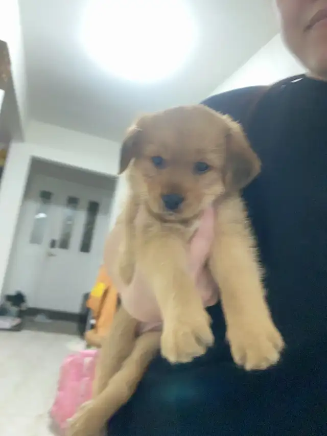 puppies looking forever home in Dogs & Puppies for Rehoming in Mississauga / Peel Region - Image 7