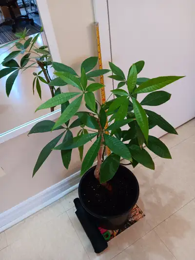 28' money tree. Moving sale.