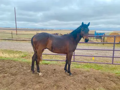 Warmblood cross Colt! Project Horse, View more