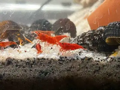 Neocaridina Shrimp – Skittles!!, View more