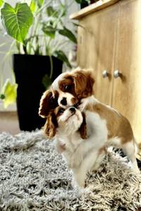 chiots male Cavalier King Charles