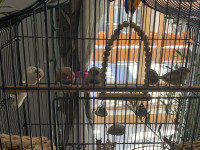 FOR SALE : Several Pairs of Zebra Finches.