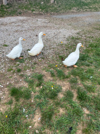 3 Pekin Ducks for Sale