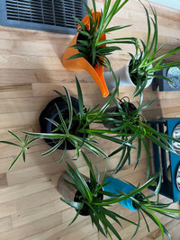 6 large well rooted spider plants 