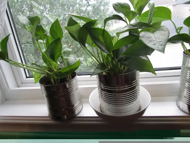 Beautiful Golden Pothos and Hawaiian Pothos flower mix in a 680m in Other in Calgary - Image 10