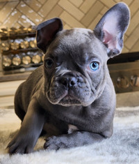 CKC REGISTERED FRENCH BULLDOG PUPPIES