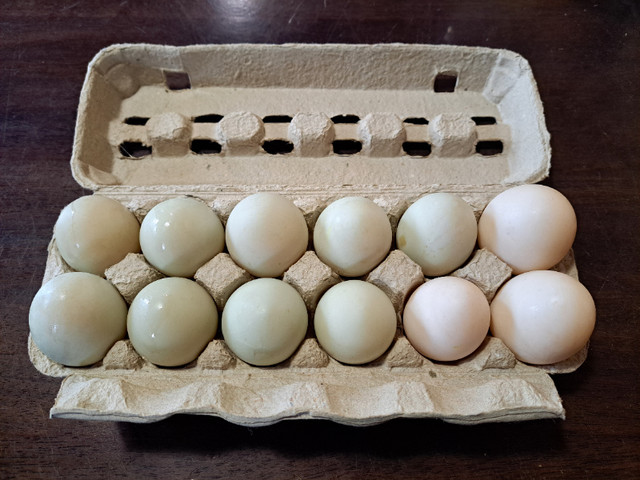 Duck hatching eggs in Other in Comox / Courtenay / Cumberland