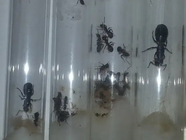 Ant Farm, Pet Ants with Queens in Test Tube setups in Other Pets for Rehoming in Edmonton - Image 6