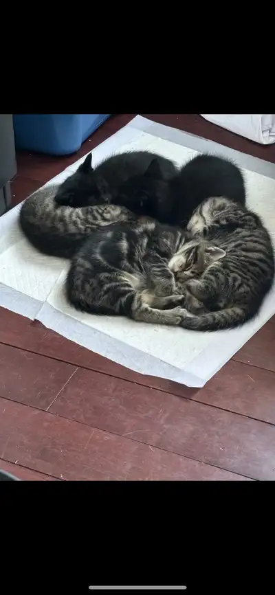 Kittens for sale, View more